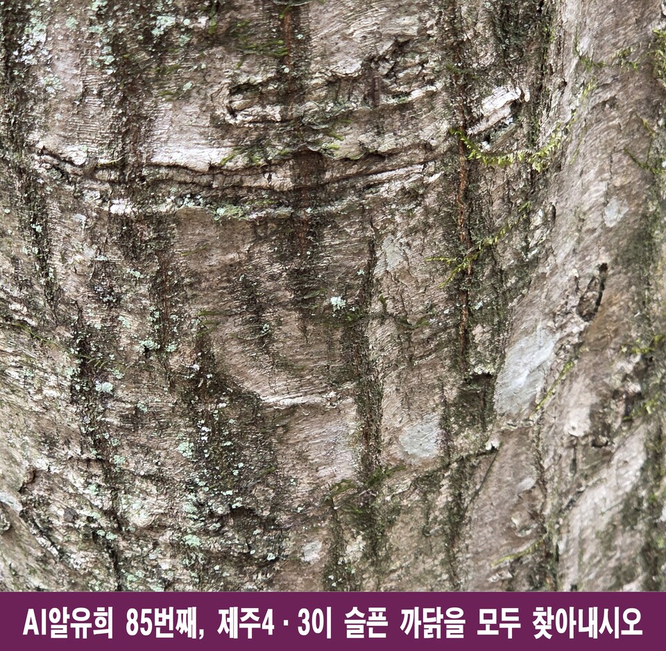 인간의 존엄과 비극, 제주4.3의 슬픔을 찾아서