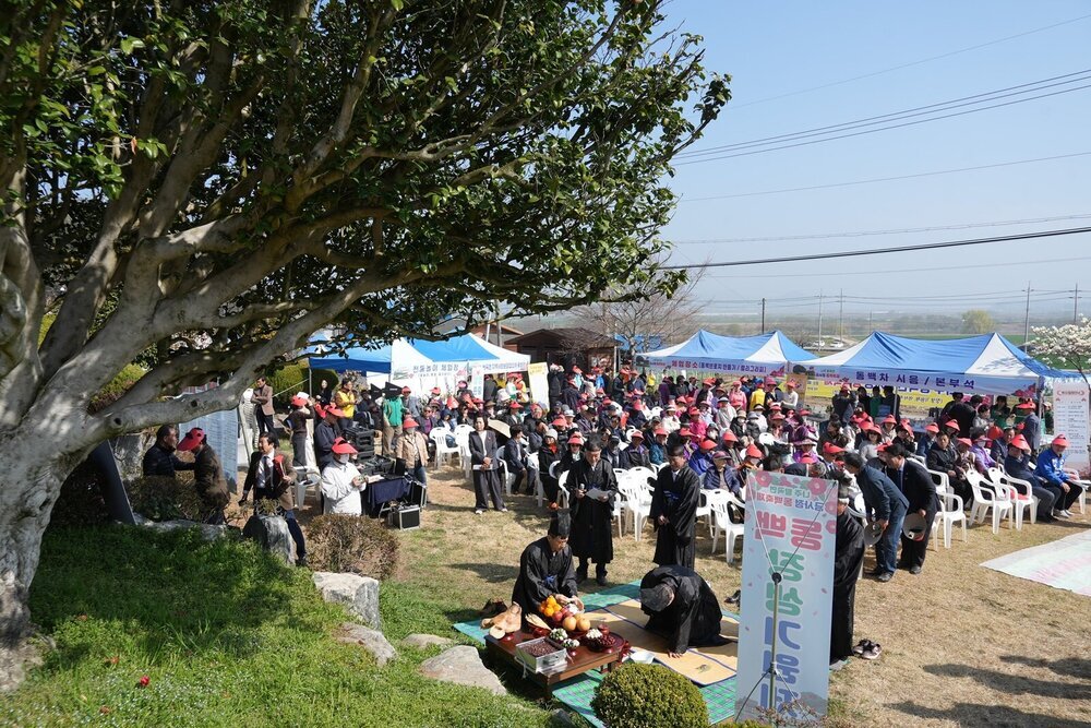 500년 동백 아래 봄을 나누다…왕곡면 금사정 동백축제 성황