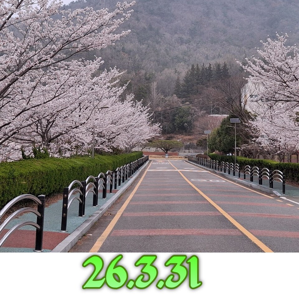 봄의 전령 벚꽃 만발, 춘곤증을 달래는 따스한 풍경