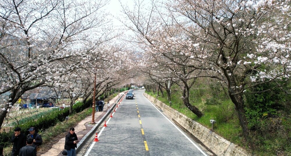 나주 한수제 봄빛 물든다…4일 개막 ‘제12회 벚꽃축제’