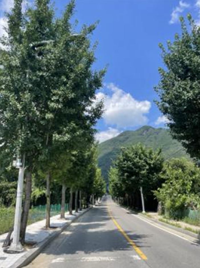 화순군, 쾌적한 도심 녹지 조성…2,015주 가로수 전정