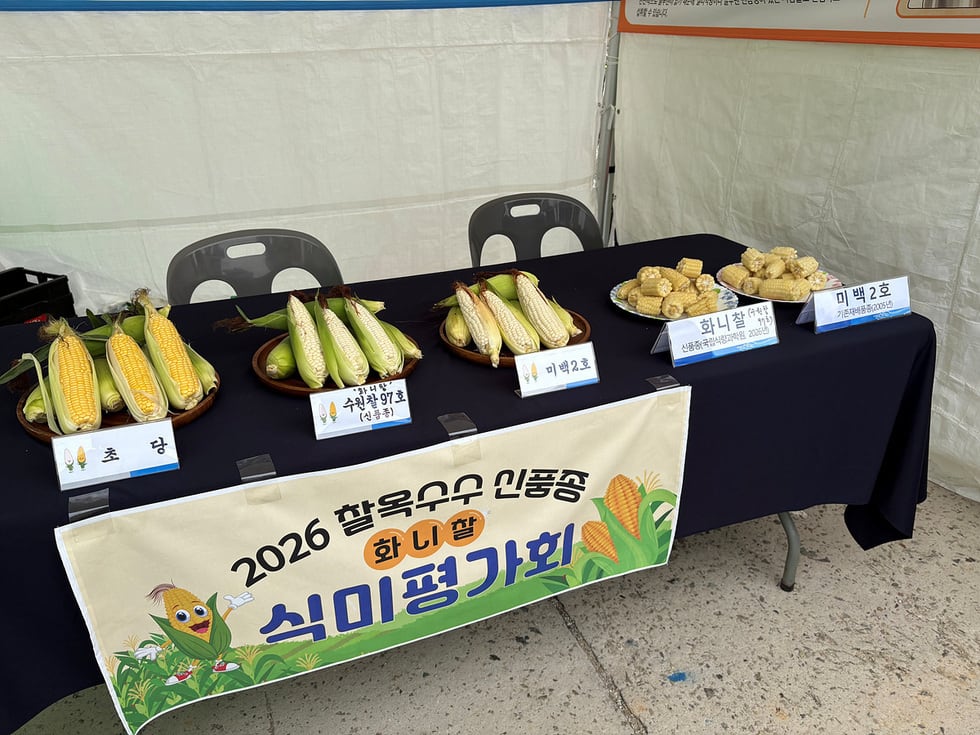 여수, 신품종 옥수수 '화니찰' 시민 입맛 사로잡았다 - 경제 | 코리아NEWS