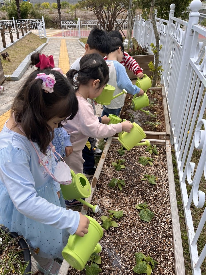고흥푸른꿈유치원, 직접 키운 텃밭 작물로 함께하는 '쿠킹 어울림 Day' - 교육 | 코리아NEWS