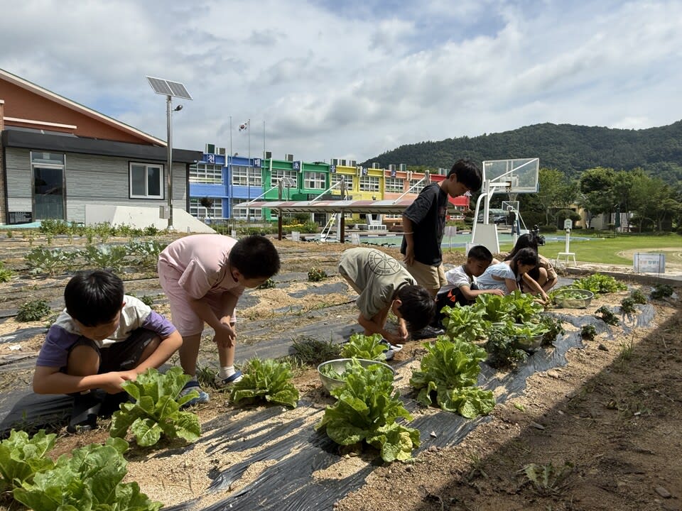 천태초, ‘하늘·별 텃밭’ 수확한 상추로 항아리 바비큐 파티 - 교육 | 코리아NEWS