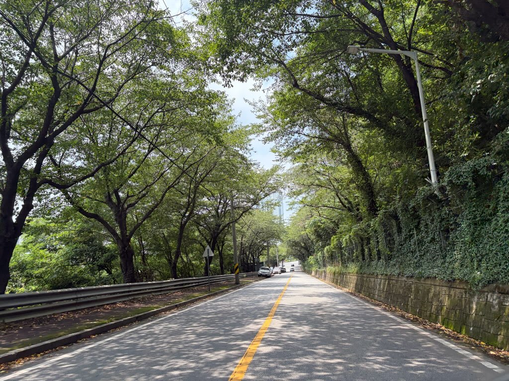 가야산 왕벚나무 정리 완료…광양시, 도시 미관과 통행 안전 '업그레이드'