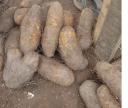 Yam Tubers 5