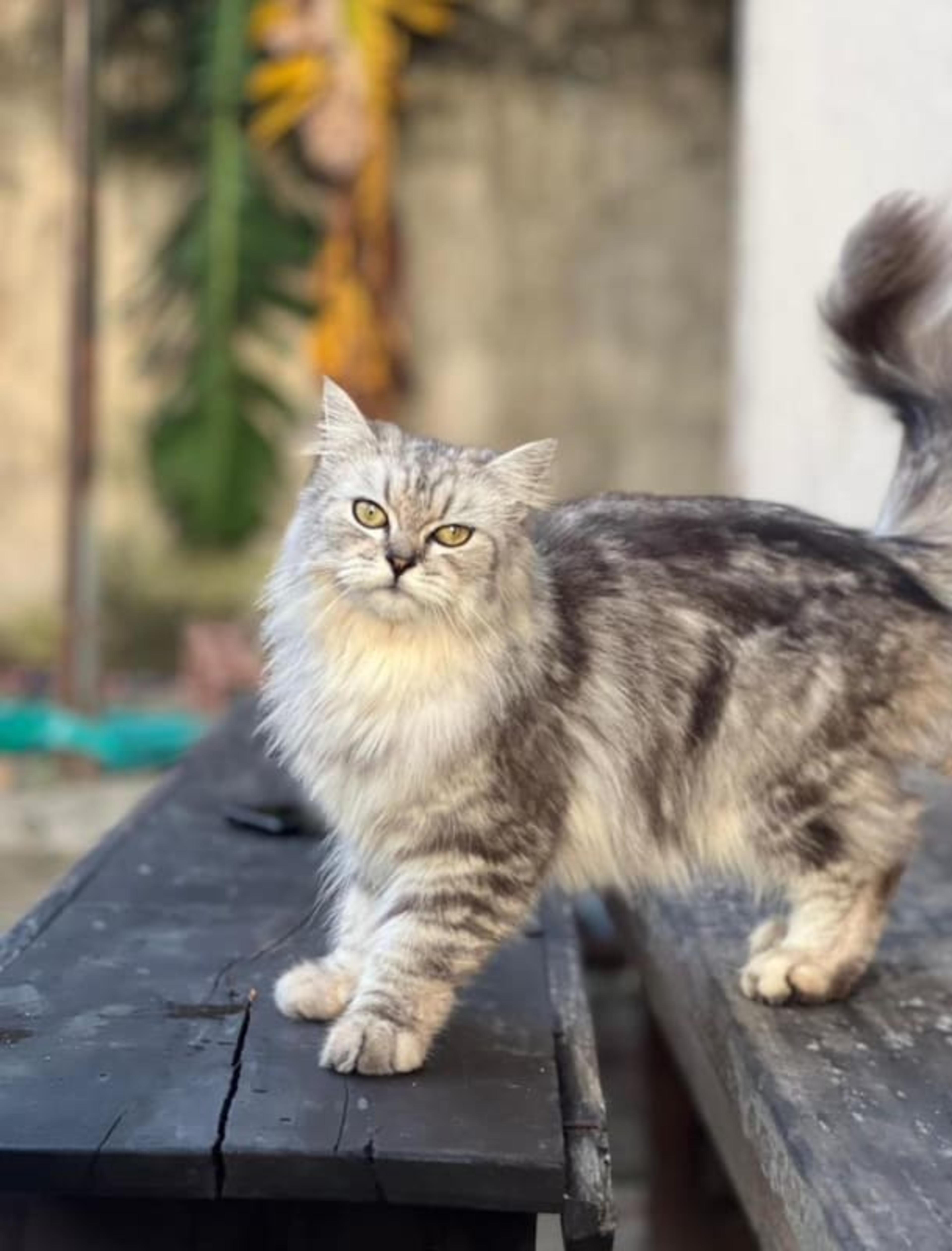 Persian cat