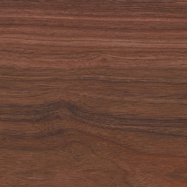 Tasmanian Myrtle 24151