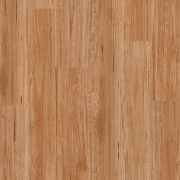 Blackbutt