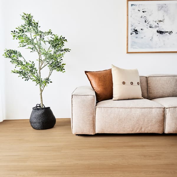 Bleached Blackbutt