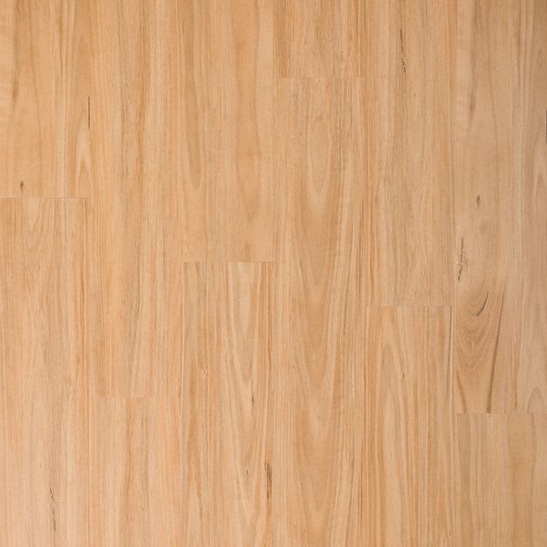 Blonde Blackbutt