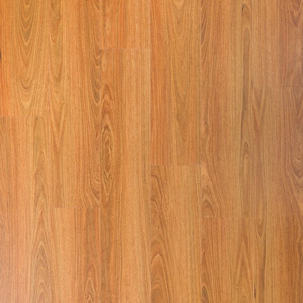 Eucalyptus Spotted Gum