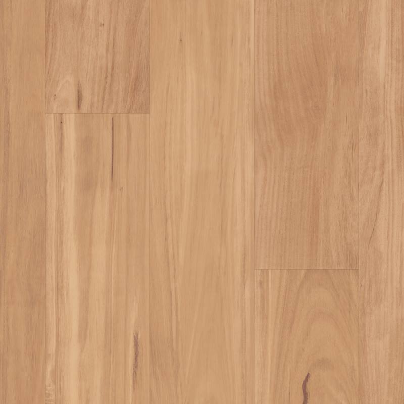 LLP313 North Coast Blackbutt