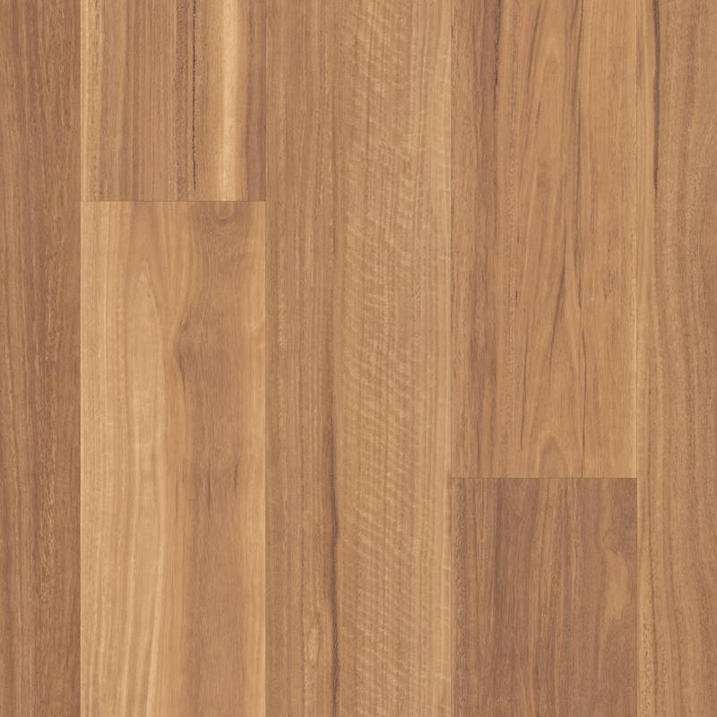 LLP316 Mountain Spotted Gum