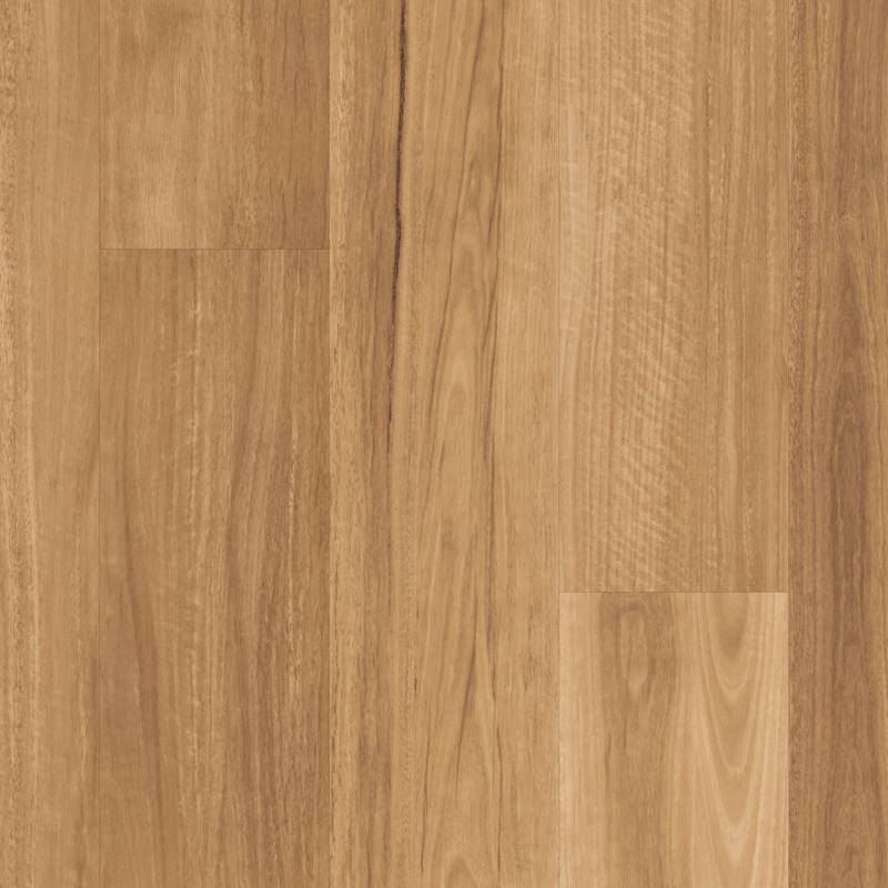 LLP317 Lemon Spotted Gum