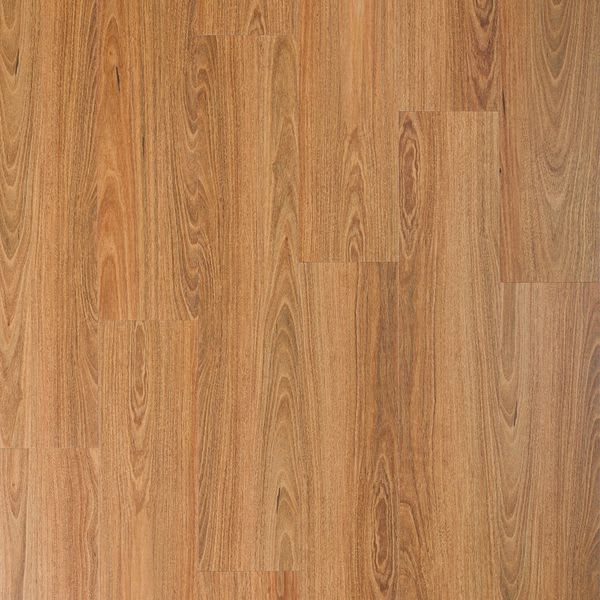 Spotted Iron Gum