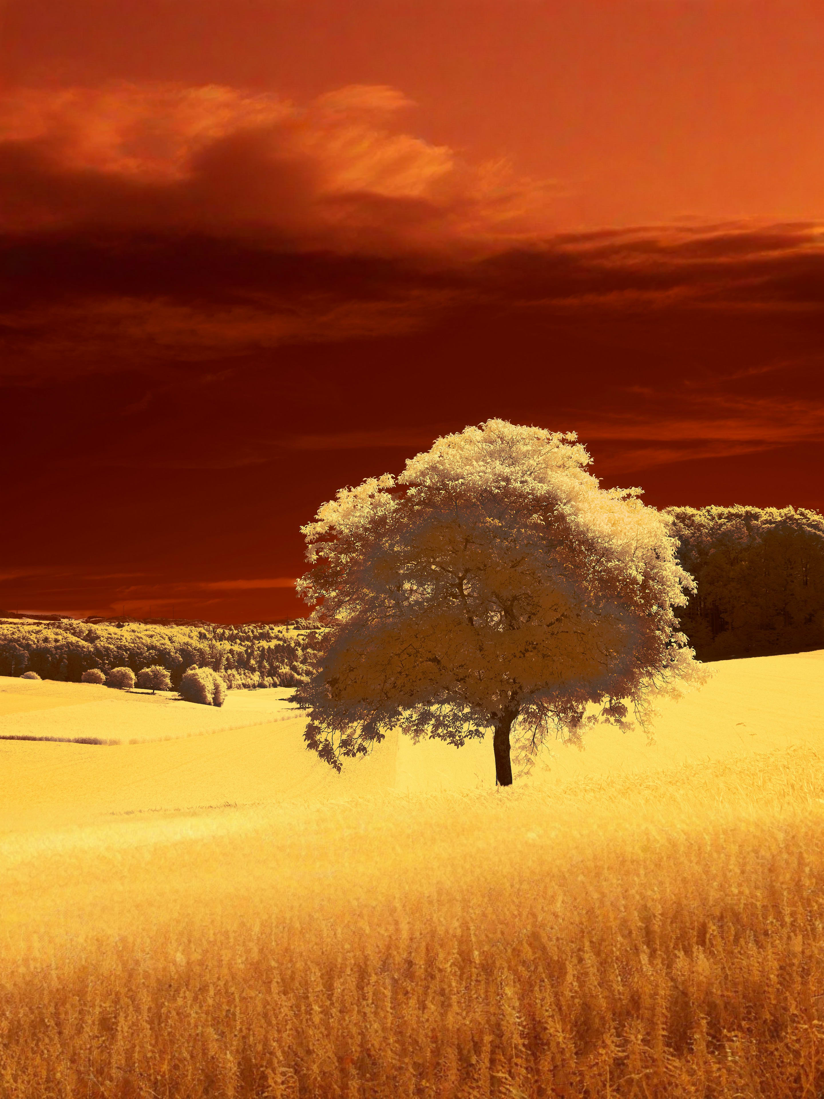 Lone tree stands out in vibrant landscape.