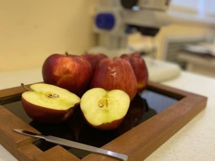 В Ейской лаборатории начались исследования яблок нового урожая