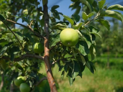 Валовой сбор яблок в Адыгее в 2022 году вырос на 49,3%