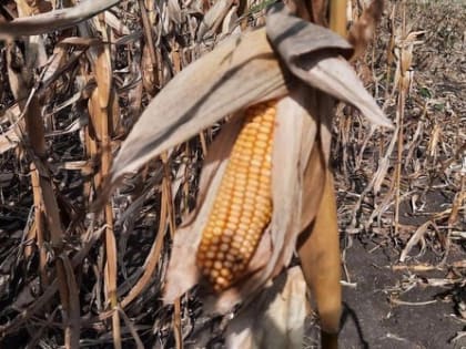 ОСЕННИЙ СБОР УРОЖАЯ БЛИЗИТСЯ К ЗАВЕРШЕНИЮ. ВПЕРЕДИ СЕВ ОЗИМЫХ И ЗИМУЮЩИХ КУЛЬТУР