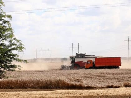 Аграрии Краснодарского края намолотили 11,3 млн тонн зерновых