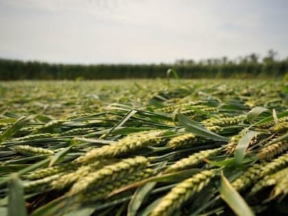 С 1 сентября 2023 года вступил в законную силу Федеральный закон «О семеноводстве»