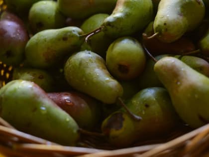 В Адыгее отметили День черкесской груши