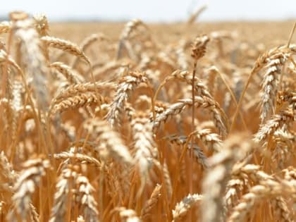 СМИ: Еврокомиссия согласовала ограничения на экспорт в Евросоюз зерна с Украины