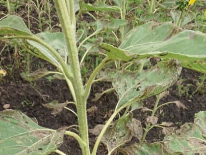 Вспышка опасного сельхозвредителя зафиксирована в Адыгее впервые с 2011 года