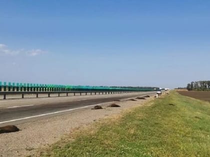 В Краснодарском крае на трассе неизвестный задавил 16 диких кабанов