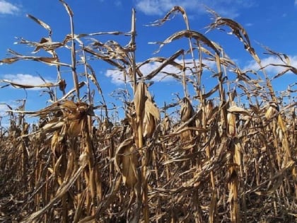 В Шовгеновском районе продолжается уборка кукурузы на зерно и подсолнечника