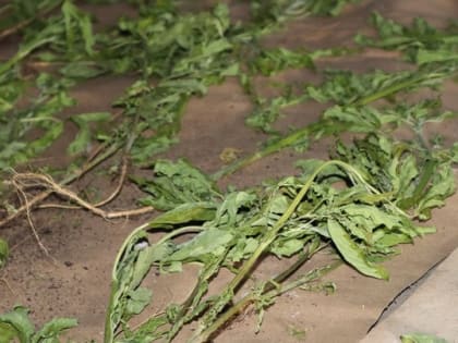 В Адыгее за выходные выявлено 4 новых случая незаконного оборота наркотиков