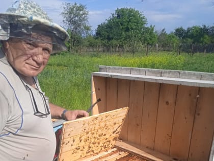 Пчеловодство – это, пожалуй, одна из самых традиционных отраслей в сельском хозяйстве. Однако желающих им заниматься не так уж и много.