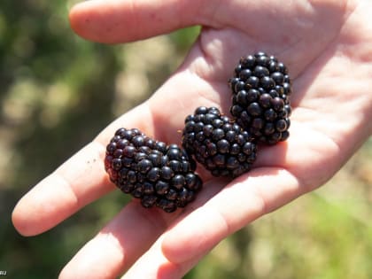 Аграрии Адыгеи работают над выведением нового сорта ежевики «Нарт»