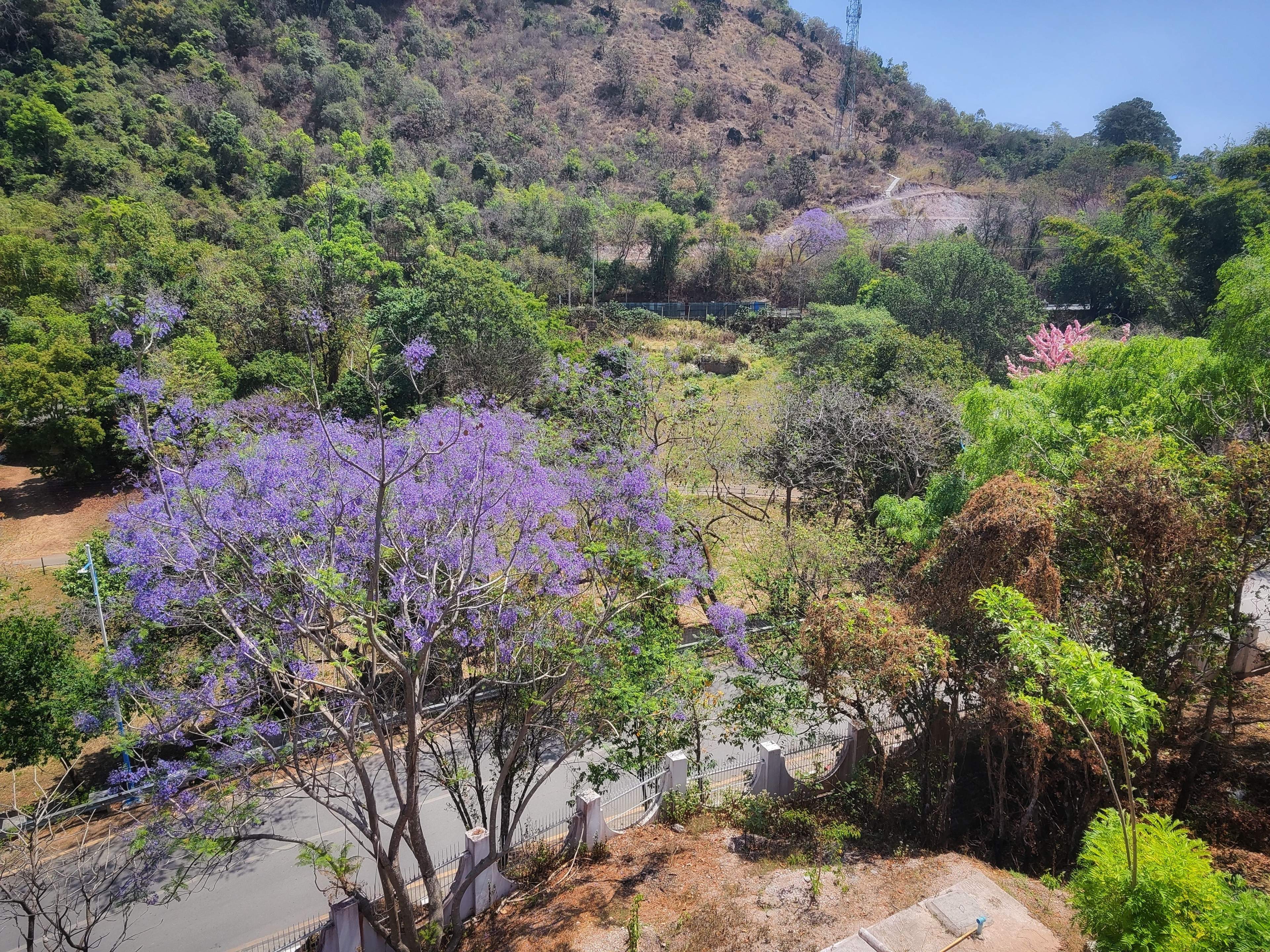 blue_jacaranda_beside_the_mountain