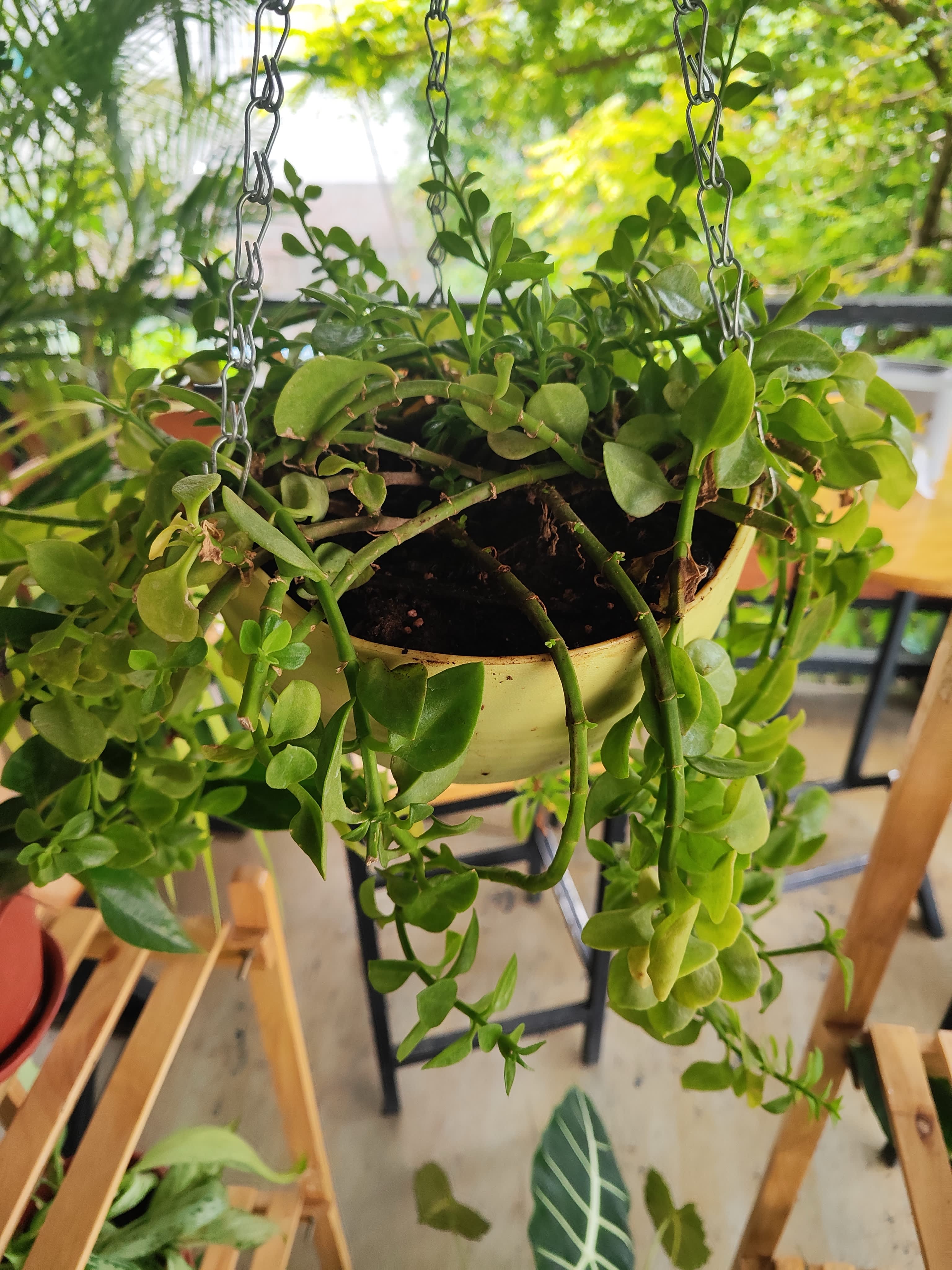 Hanging plant basket at the cafe