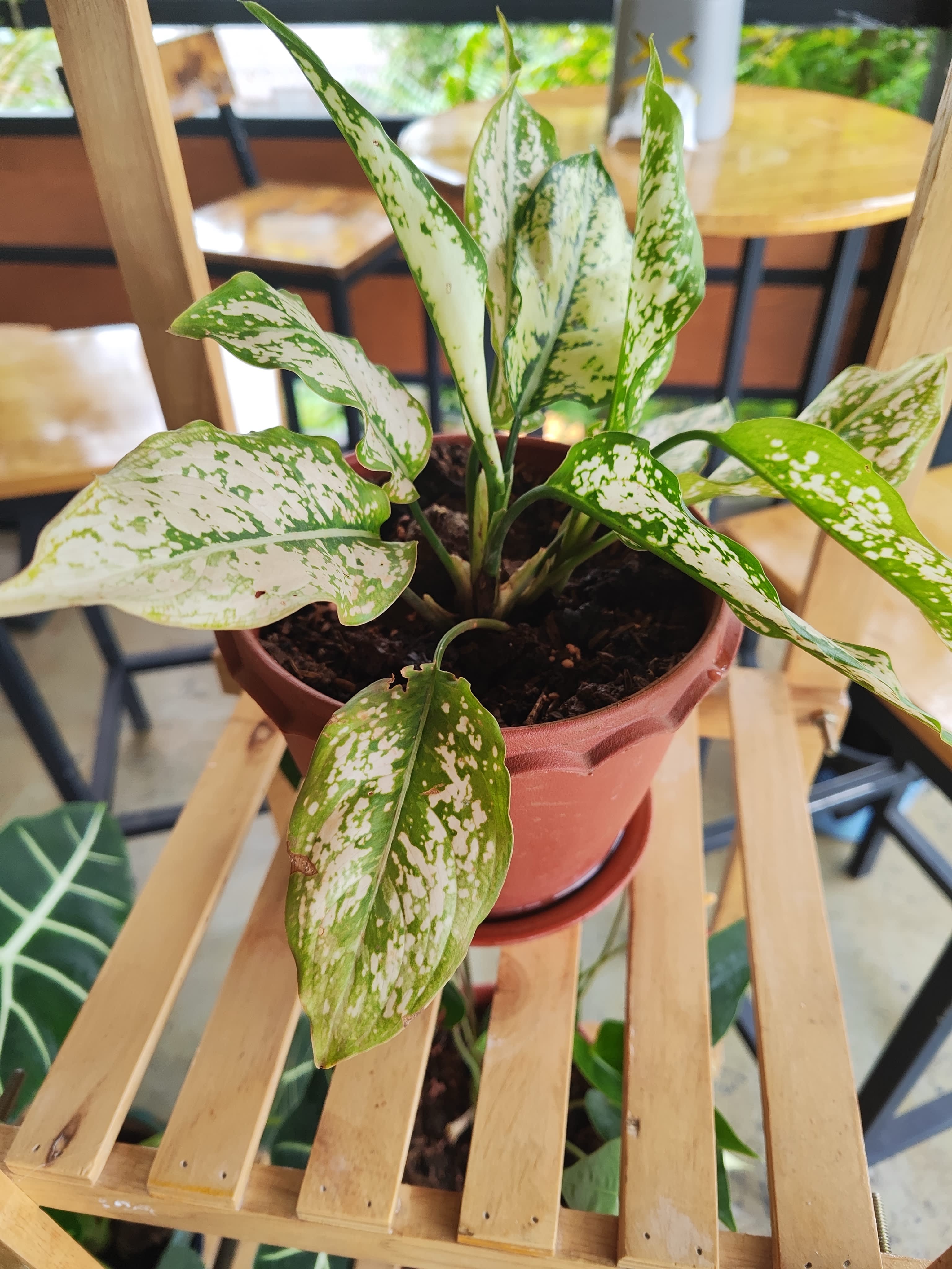 Variegated potted plant on cafe shelf