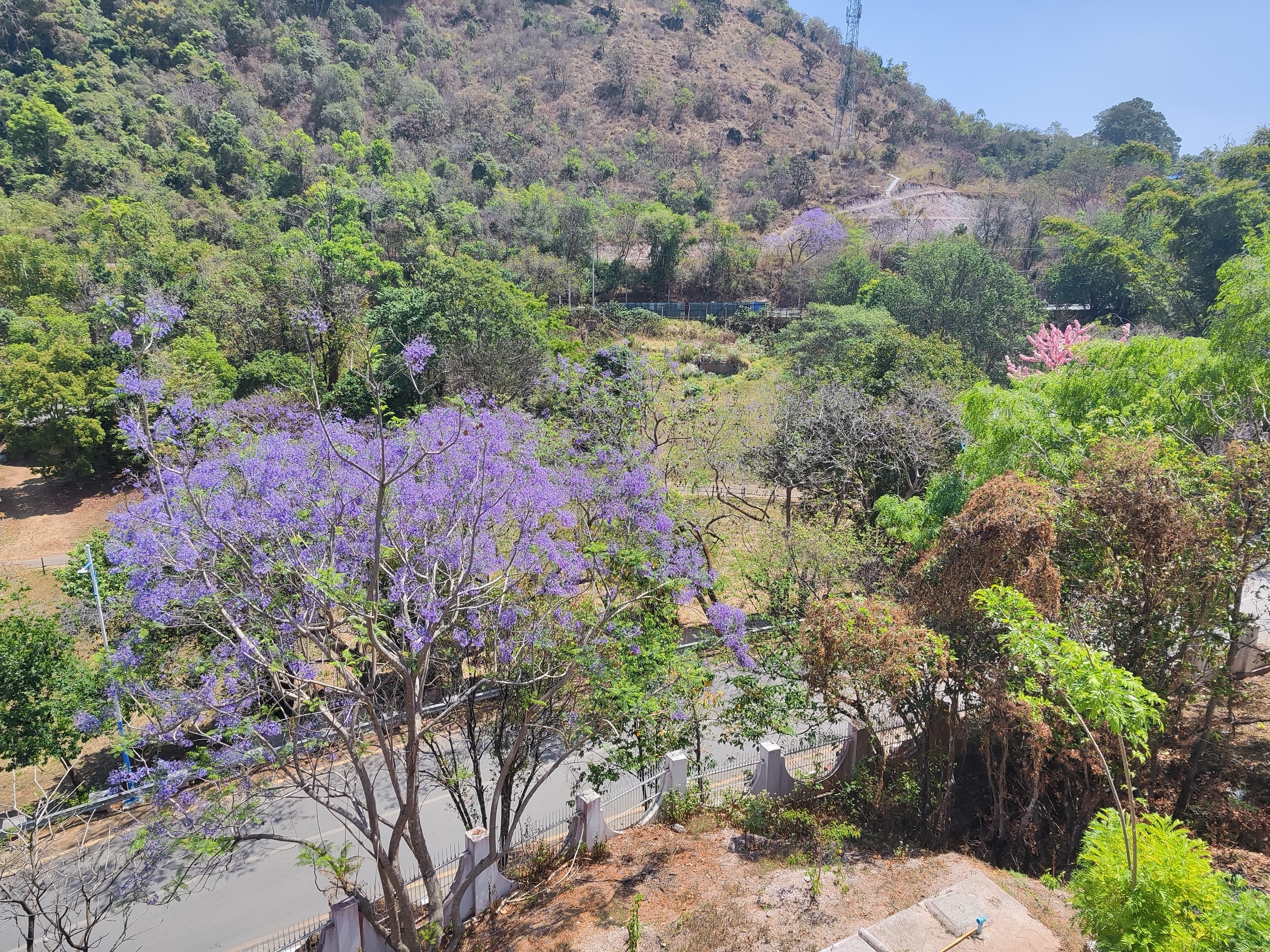blooming_jacaranda_beside_sulamani_pagoda_mountainside