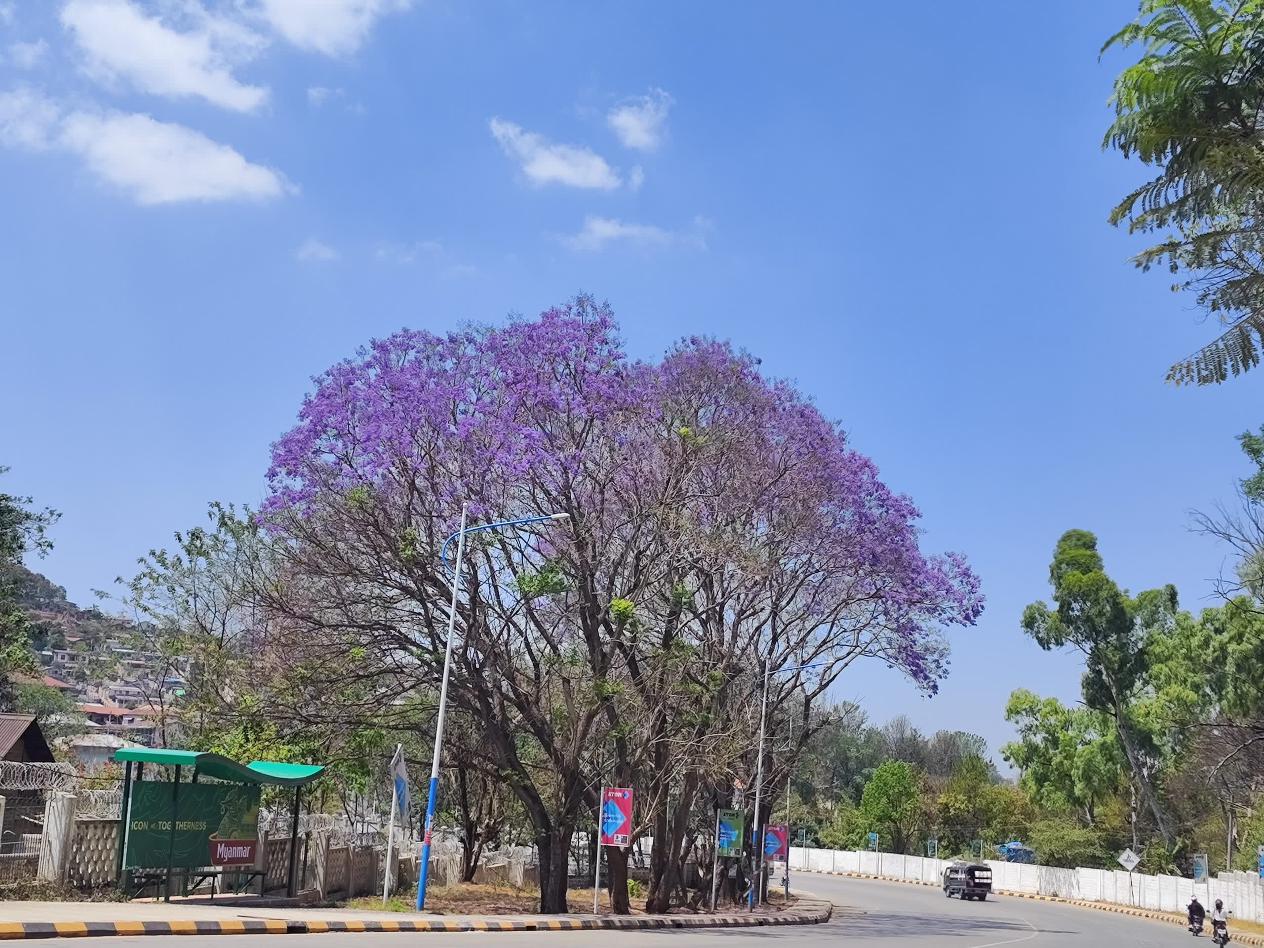jacaranda_tree_by_the_roadside_bus_stop