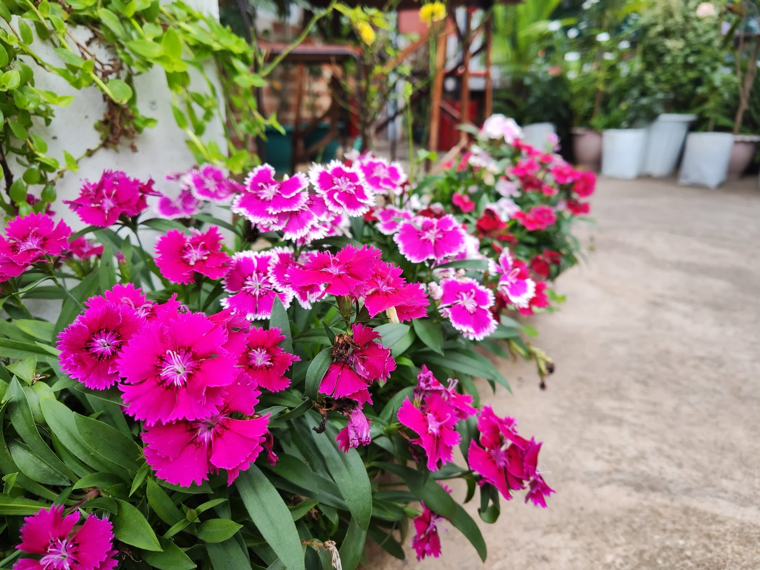 pink_dianthus_flowers_in_the_garden
