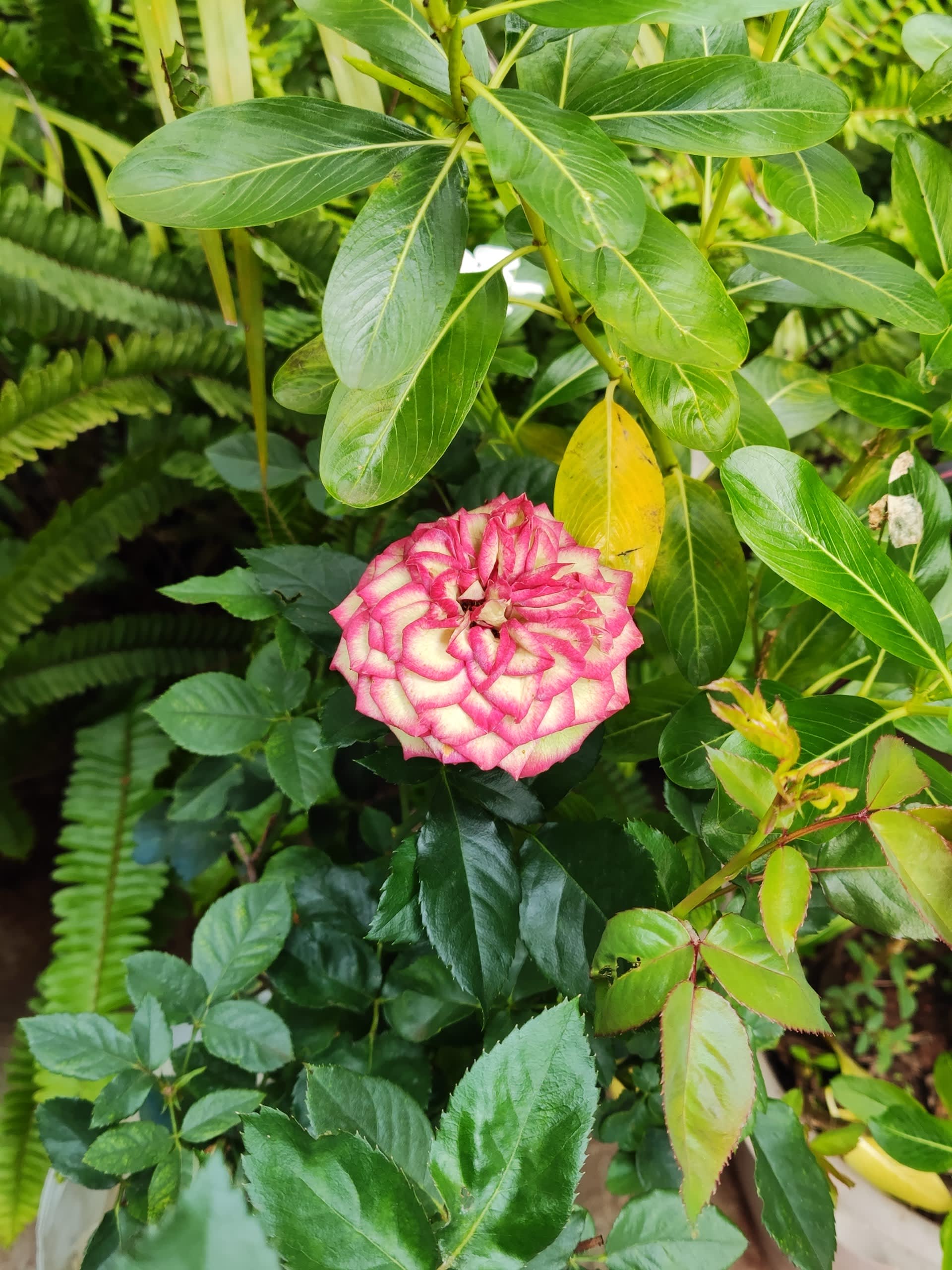 pink_garden_rose_in_full_bloom