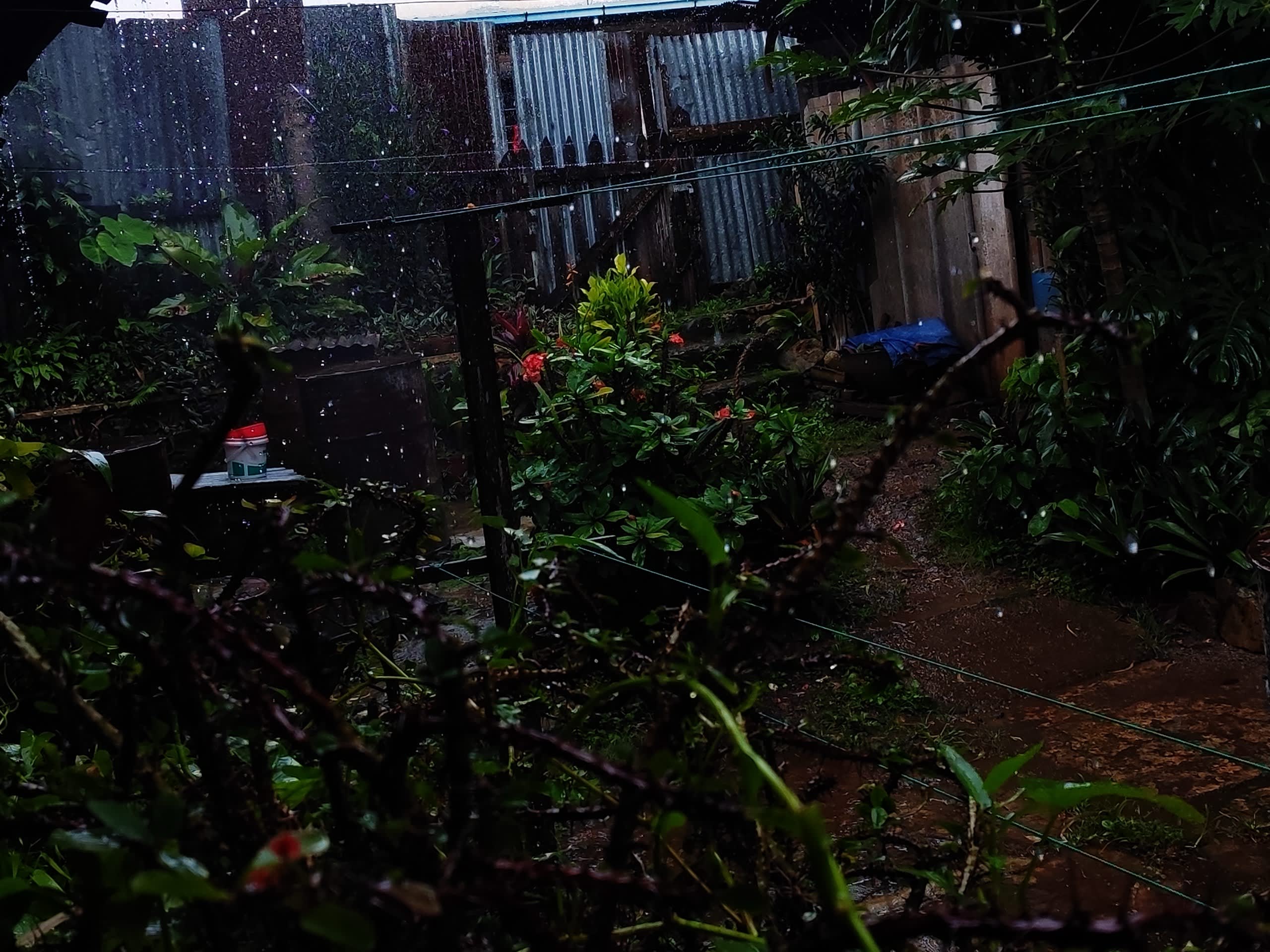 rain_falling_on_the_backyard_garden