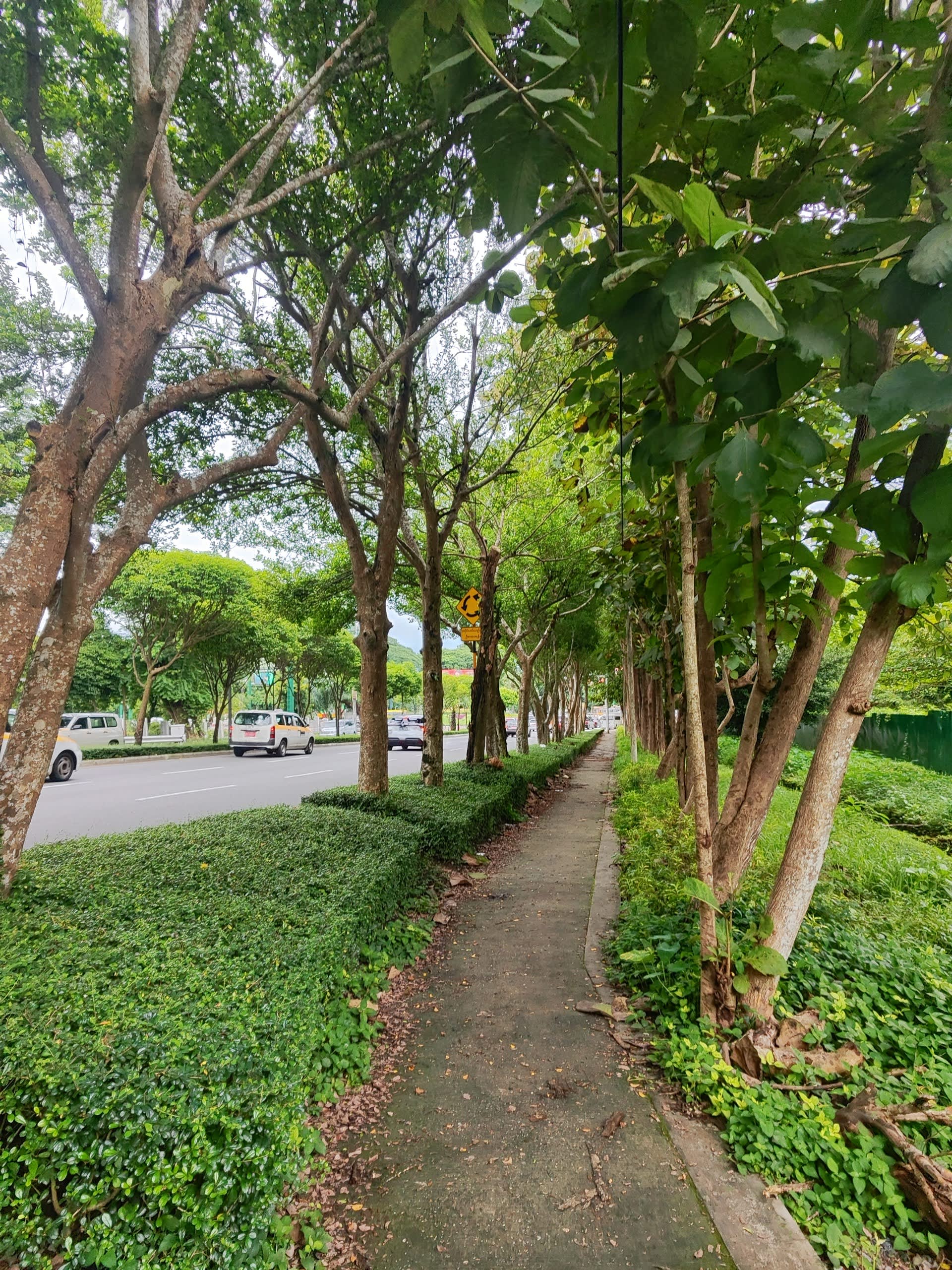 shaded_sidewalk_under_big_trees