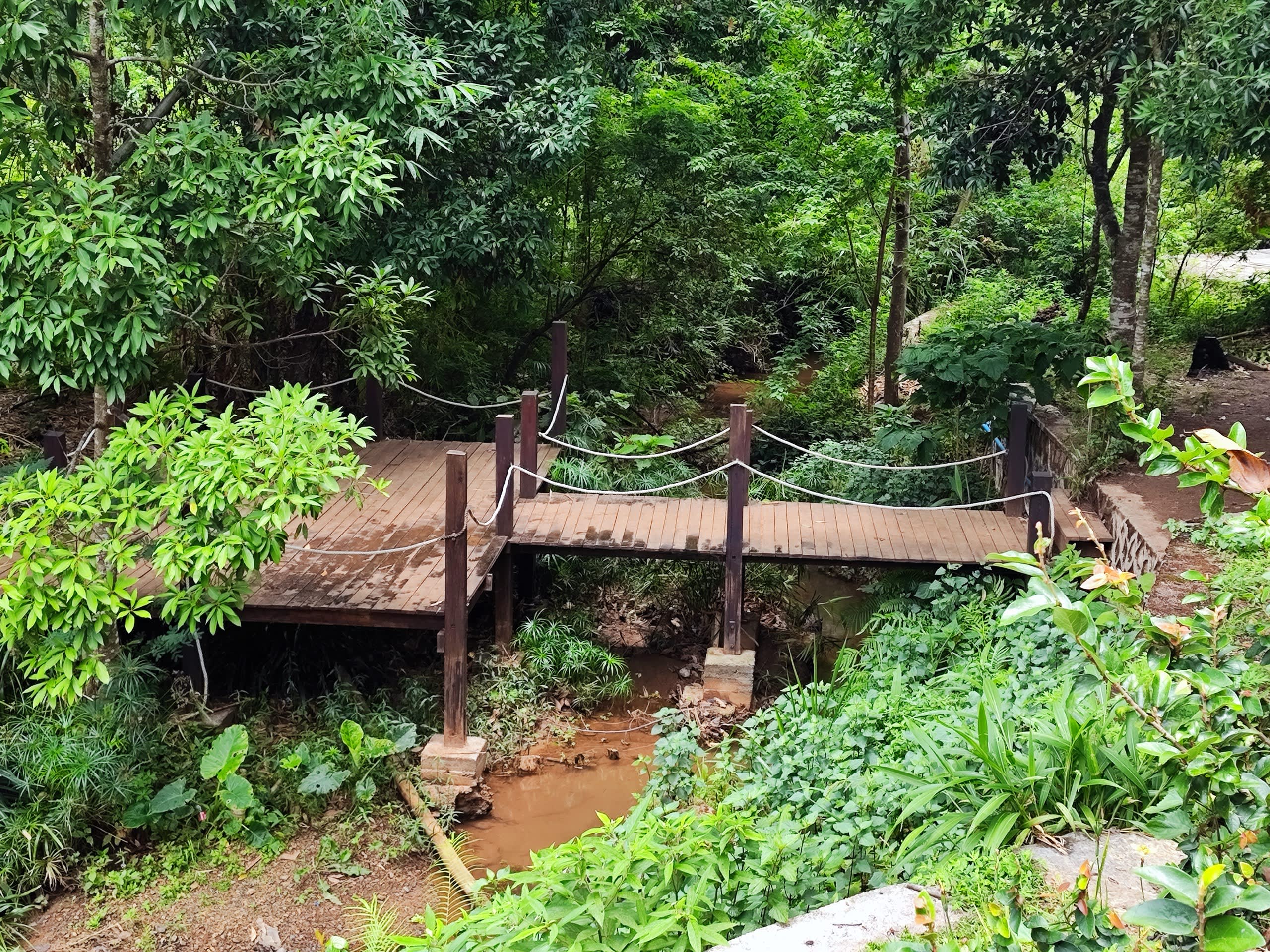 Wooden footbridge over forest creek
