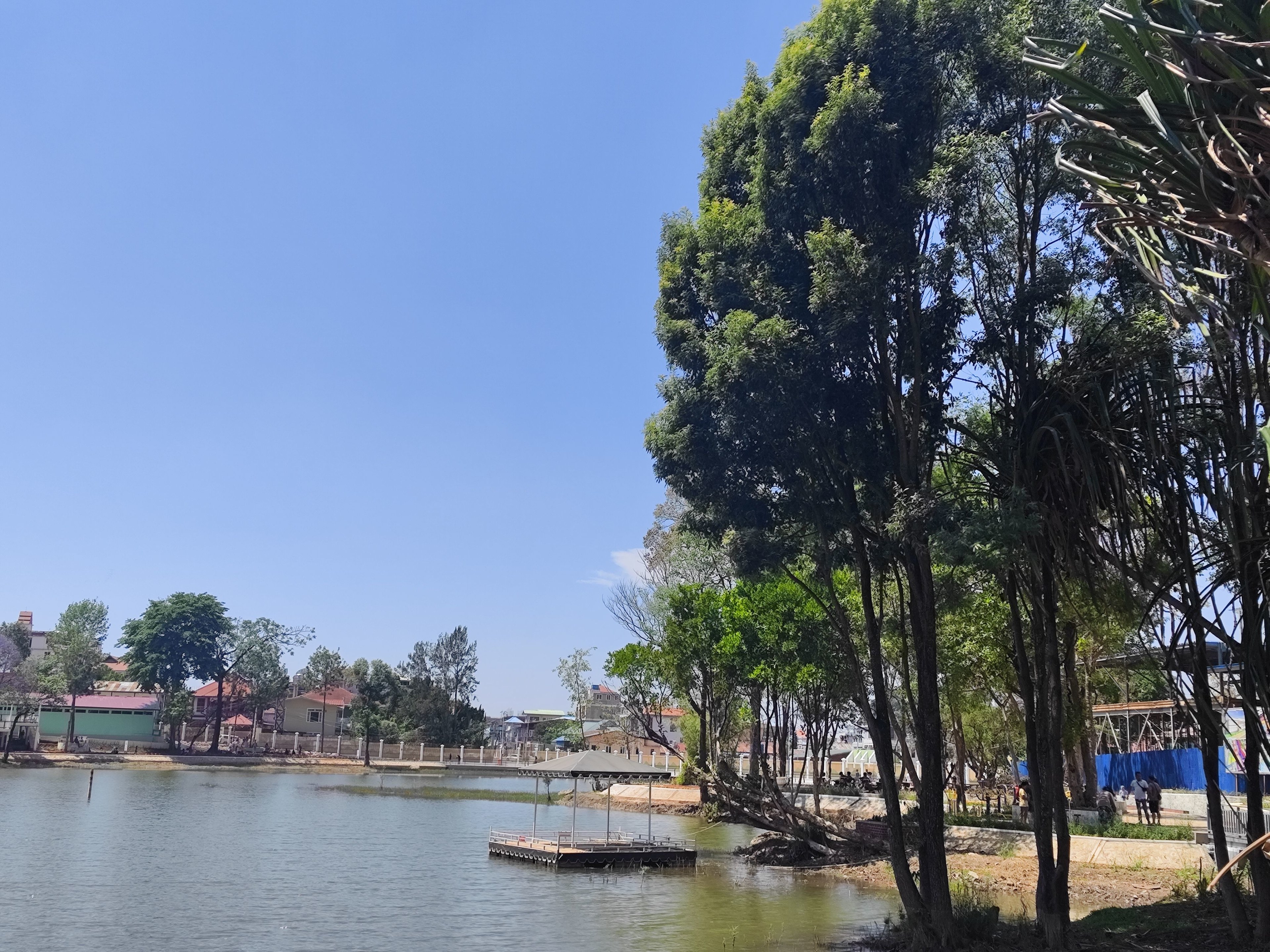 tall_tree_beside_myakantar