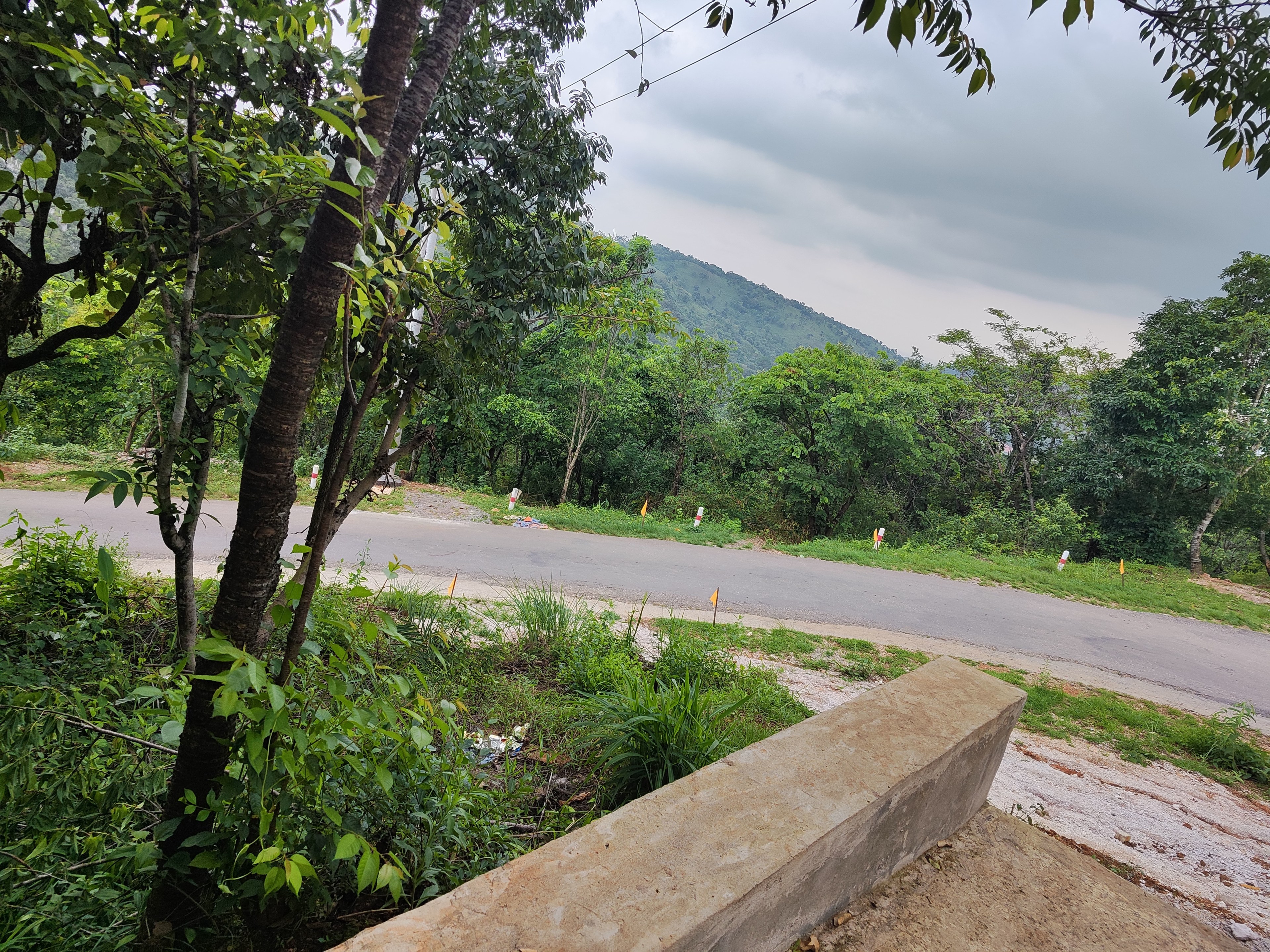 the_mango_tree_beside_the_road