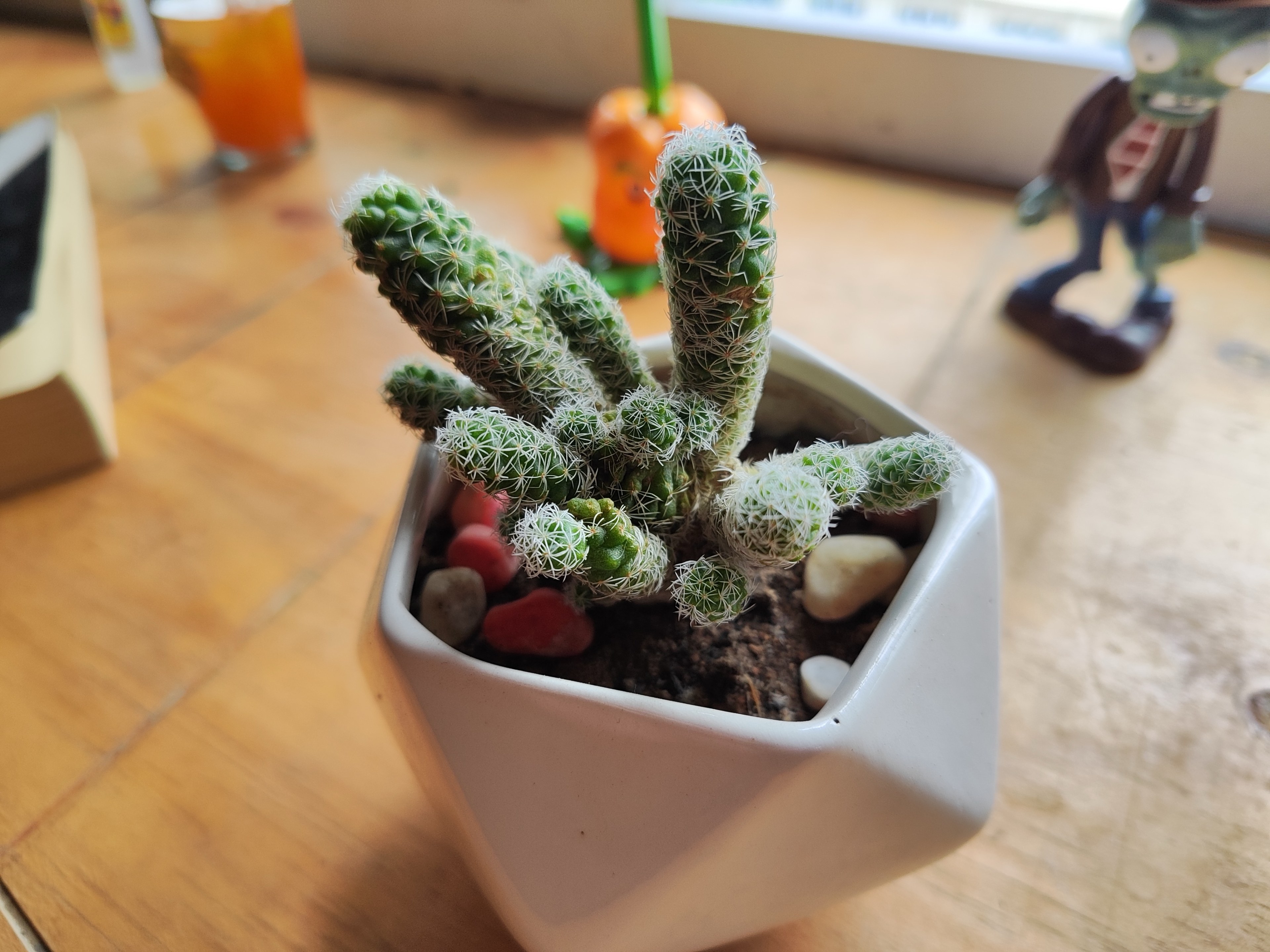 Cactus pot on the cafe table