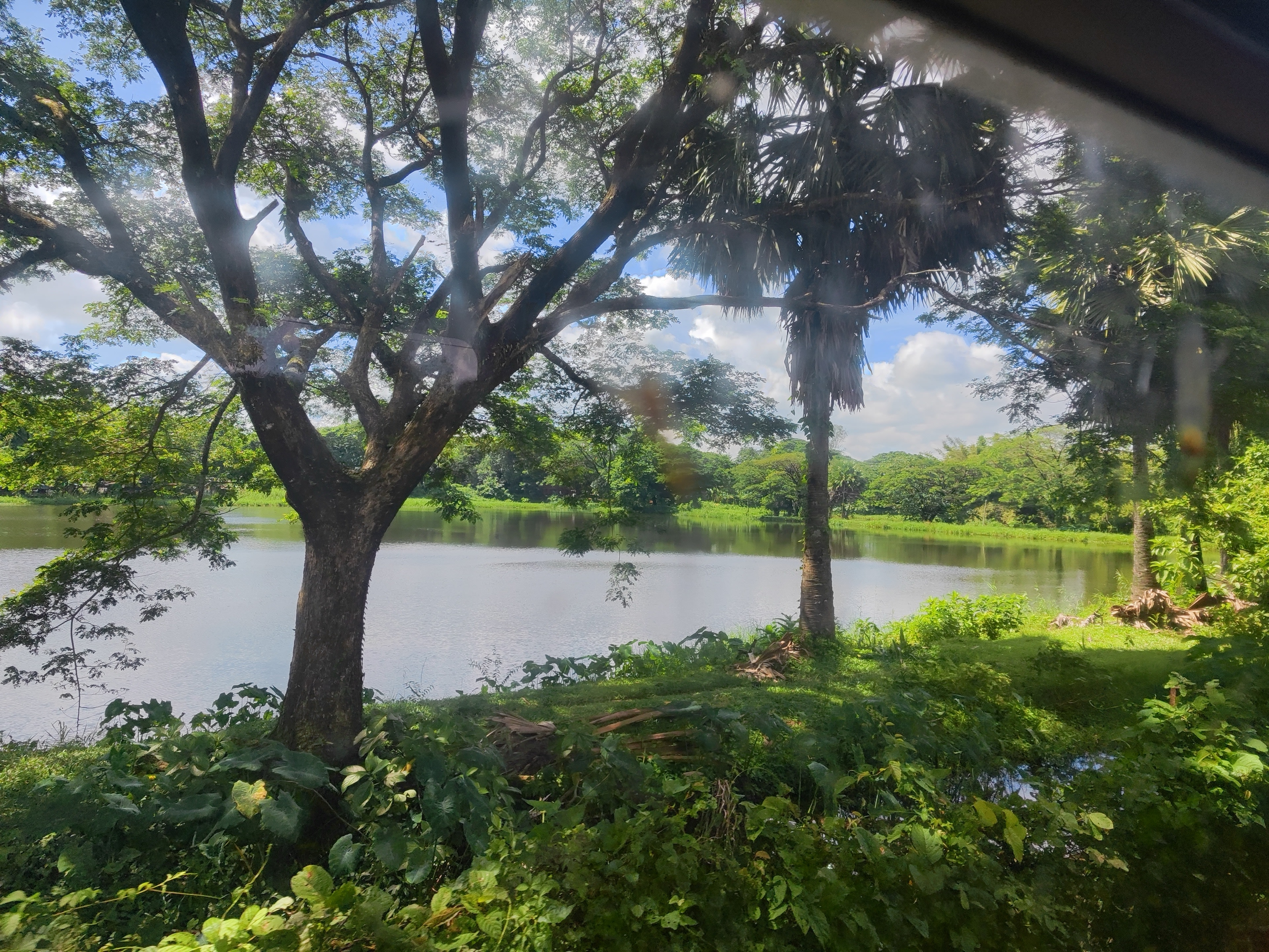 Tree reflections on Train Mirror