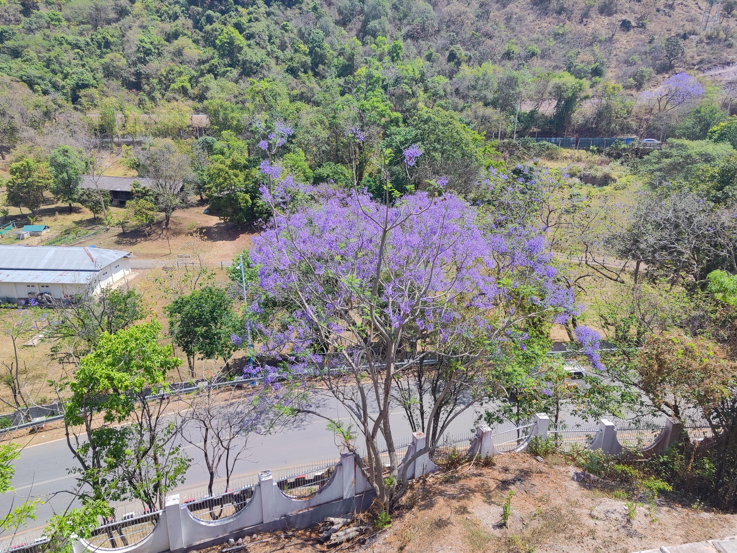 purple_jacaranda_over_the_mountain_road