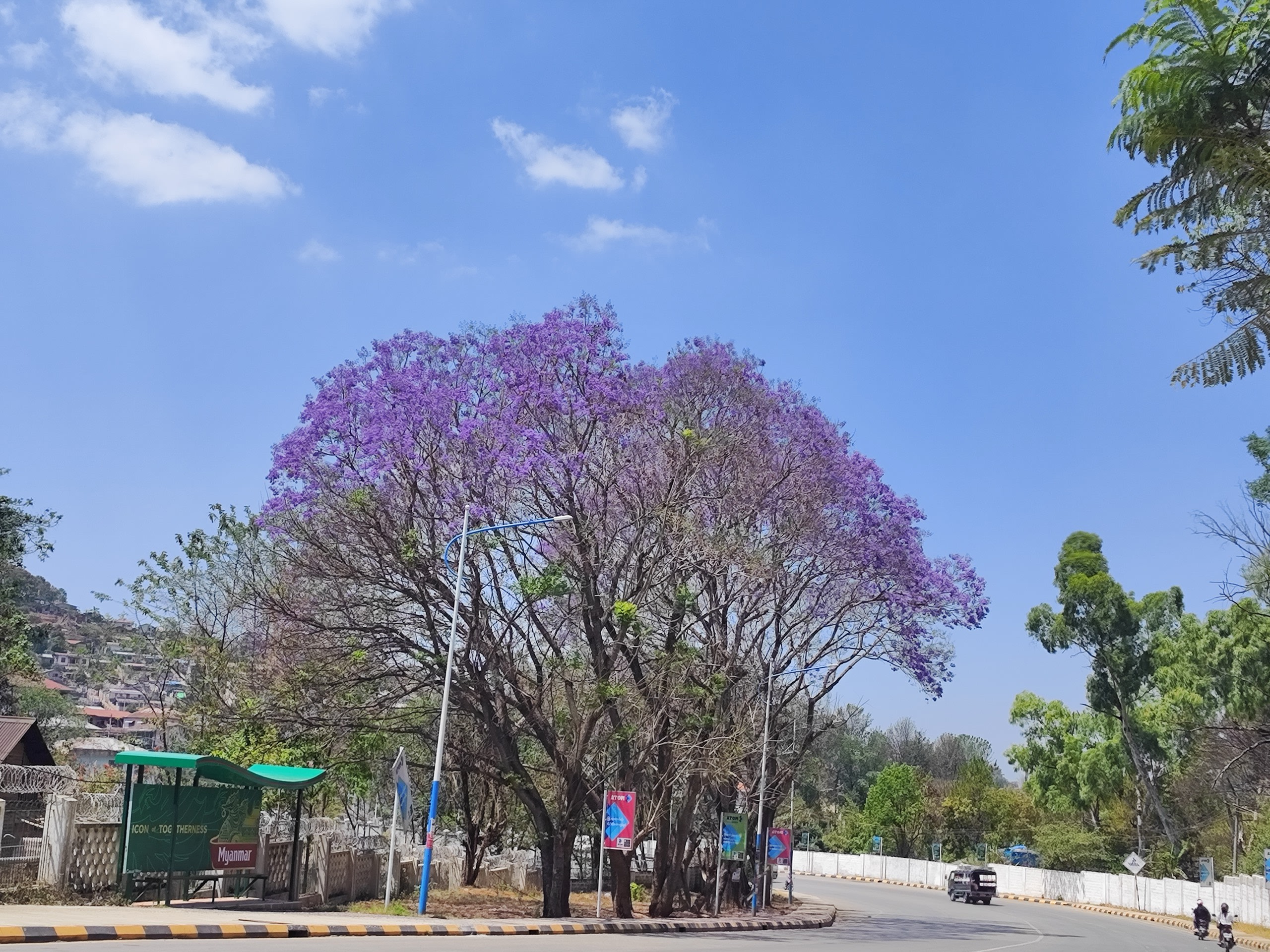 Jacaranda tree by the roadside bus stop